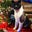 Joni Polier's profile image