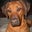 Alyona S's profile image