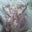 Evangeline Douros's profile image