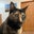 Sarah D.V.M.'s profile image
