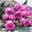 Sameer Ashour's profile image