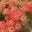 Brenda Ryan-Humphrey's profile image
