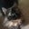 Alyson Ben-Yehuda's profile image