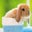 Ashley Norton's profile image