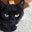 Alien Dog's profile image