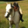 Ashley Villoresi's profile image