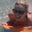 Anna Berardi's profile image