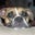 Nick Croce's profile image