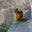 Feras Mohammed's profile image