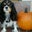 Christina Hoover Hacke's profile image