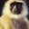 John Monkeylawdog's profile image