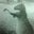 Chuck N's profile image