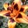 Sue Case's profile image