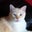 Allison Petro's profile image