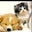 iz adorable's profile image