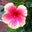 Melissa Fitzhugh's profile image