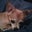 Charnell Burrow's profile image