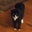 Michael Harmon's profile image