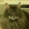 Peter Young's profile image