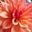 Johanna Maches's profile image