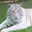 Rosdom Armouchian's profile image