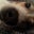 Jonathan Catangui's profile image