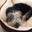 Carol Simmons's profile image
