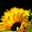 Kathy Mays's profile image