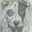 Rev.Frankie Bonze's profile image
