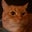 Coolorangekitty's profile image
