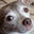 Shannon Pingitore's profile image