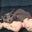 Tammie Tickle's profile image