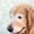 Lisa Howard's profile image