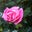 Paula Cole's profile image