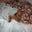 Cindi Bushnell's profile image