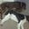 Sadie Meehan's profile image