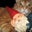 Christy Phend's profile image
