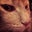 Mikey Zito's profile image