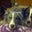 MissMel's profile image
