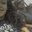 Lisa Mcfalls-Robinson's profile image