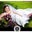 Victoria Woodard's profile image