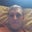 Ozsie Davis's profile image