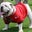 Brooks Robinson's profile image