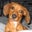 Deuce Vee's profile image
