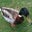 Adrian Glanvill's profile image