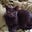 Earl T. Grey's profile image