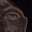 Yvonne Campeau's profile image