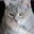 Matt Anzivino's profile image
