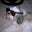 Chance Phifer's profile image