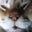 BasilLeaf's profile image